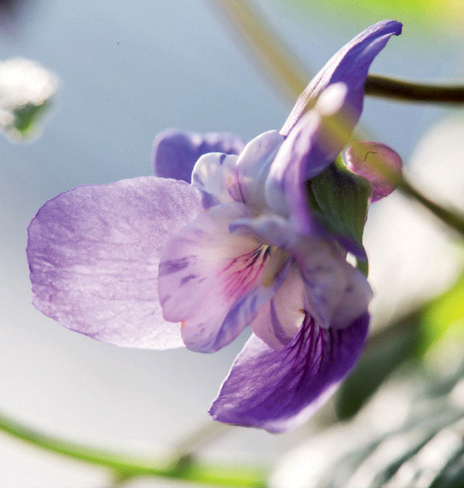 Fête de la violette 